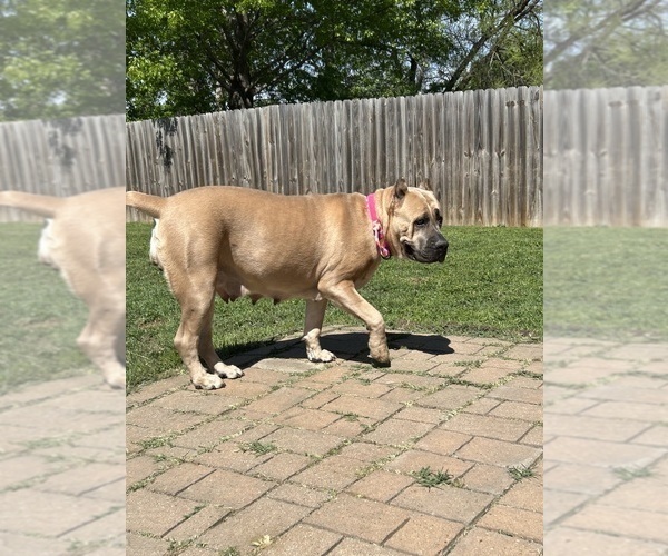 Medium Photo #16  Breeder Profile in ARLINGTON, TX, USA