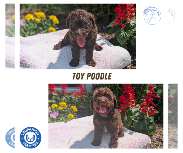 Medium Photo #8  Breeder Profile in GOSHEN, IN, USA
