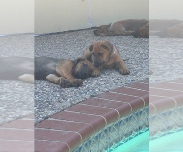 Medium Photo #5  Breeder Profile in SAN ANTONIO, TX, USA