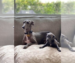 Italian Greyhound Dog Breeder near FORT LAUDERDALE, FL, USA