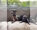 Small breeder photo