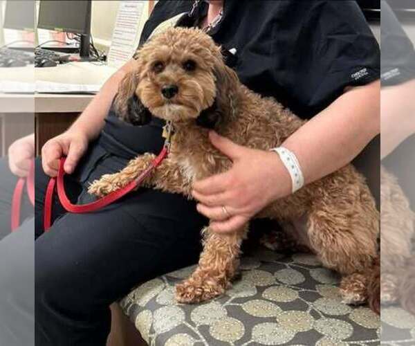 Medium Photo #4  Breeder Profile in S CHARLESTON, WV, USA
