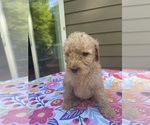 Small #6 Breeder Profile image