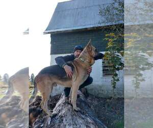 Main photo of German Shepherd Dog Dog Breeder near FRANKLINVILLE, NY, USA