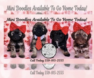 Aussiedoodle Miniature -Poodle (Miniature) Mix Dog Breeder near HANFORD, CA, USA