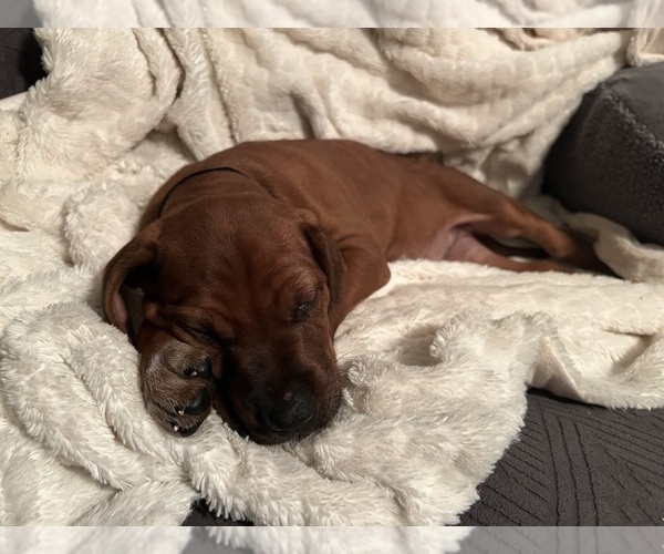 Medium Photo #10  Breeder Profile in MURFREESBORO, TN, USA