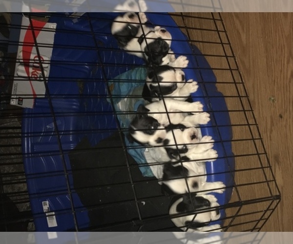 Medium Photo #1  Breeder Profile in RALPH, AL, USA