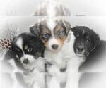 Small breeder photo