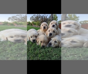 Golden Retriever Dog Breeder in ELVERTA, California USA