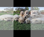 Small breeder photo