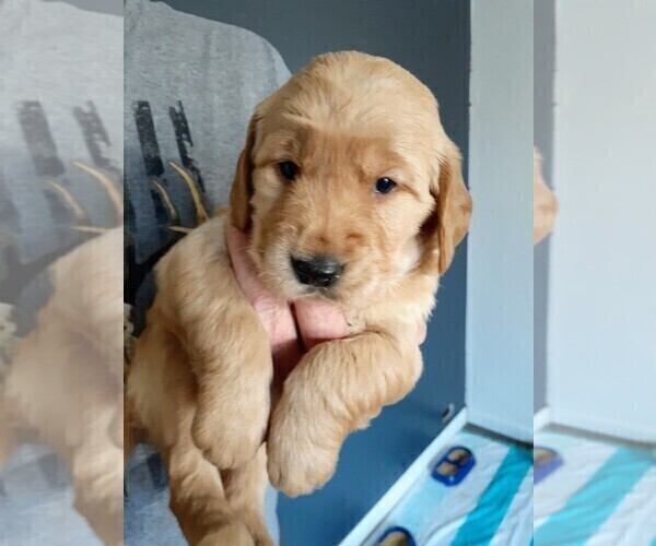 Medium Photo #1  Breeder Profile in GREENBACK, TN, USA