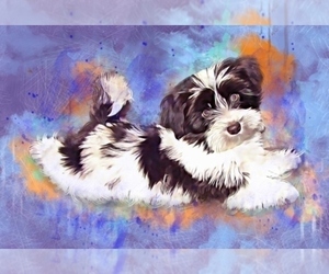 Havanese Dog Breeder near POST FALLS, ID, USA