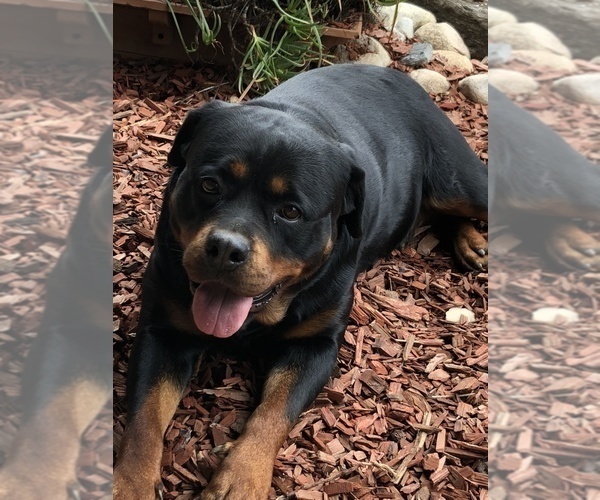 Medium Photo #6  Breeder Profile in OAK GLEN, CA, USA
