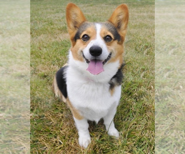 Medium Photo #7  Breeder Profile in AMERICUS, KS, USA