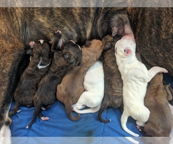 Medium Photo #1  Breeder Profile in W BROOKFIELD, MA, USA