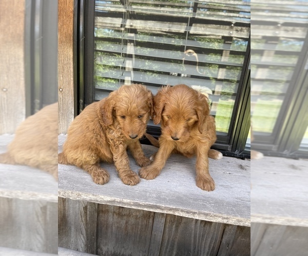 Medium Photo #1  Breeder Profile in MODESTO, CA, USA