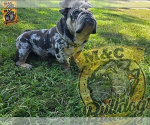 English Bulldog Dog Breeder near ARGYLE, TX, USA