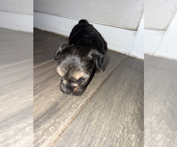 Medium Photo #9  Breeder Profile in CONVERSE, TX, USA