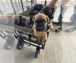 Small #3 Breeder Profile image