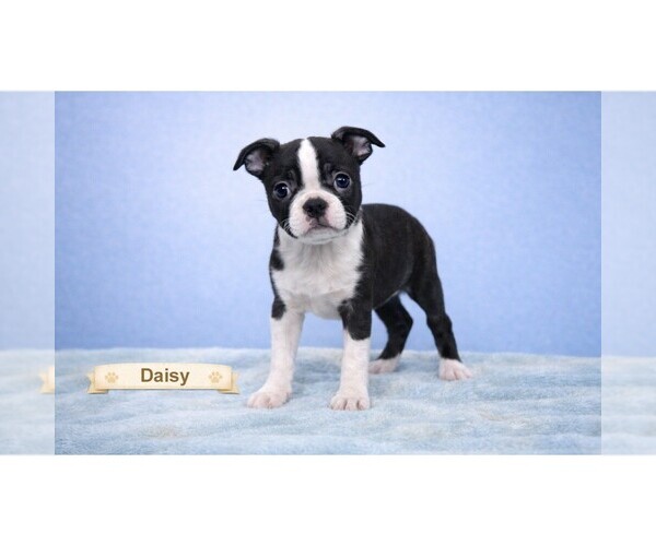 Medium Photo #18  Breeder Profile in CLARE, MI, USA