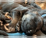 Small #52 Breeder Profile image