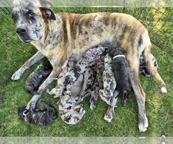 Medium Photo #37  Breeder Profile in MONTEVIEW, ID, USA
