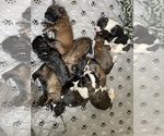 Small #1 Breeder Profile image
