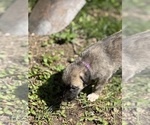 Small #27 Breeder Profile image