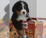 Small #9 Breeder Profile image
