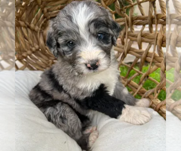 Medium Photo #6  Breeder Profile in GILBERT, AZ, USA