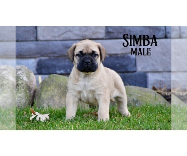 Medium Photo #11  Breeder Profile in CLARE, MI, USA