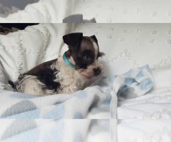 Medium Photo #10  Breeder Profile in FAYETTEVILLE, NC, USA