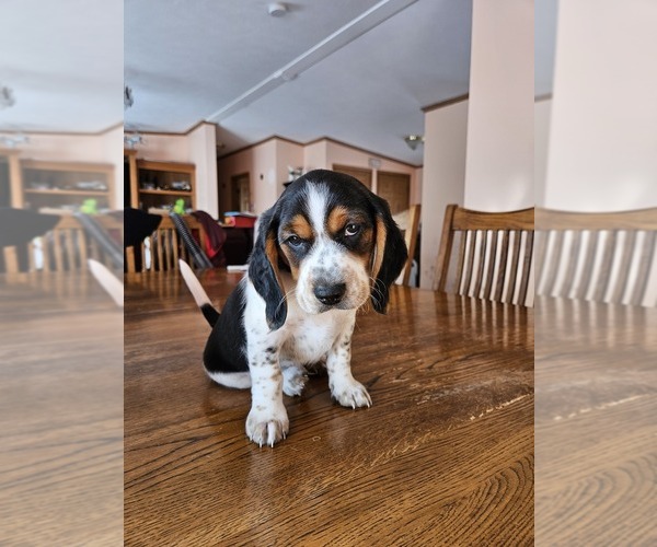 Medium Photo #1  Breeder Profile in LAKE STATION, IN, USA