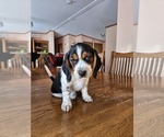 Small breeder photo