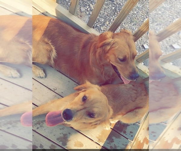 Medium Photo #1  Breeder Profile in CLANTON, AL, USA
