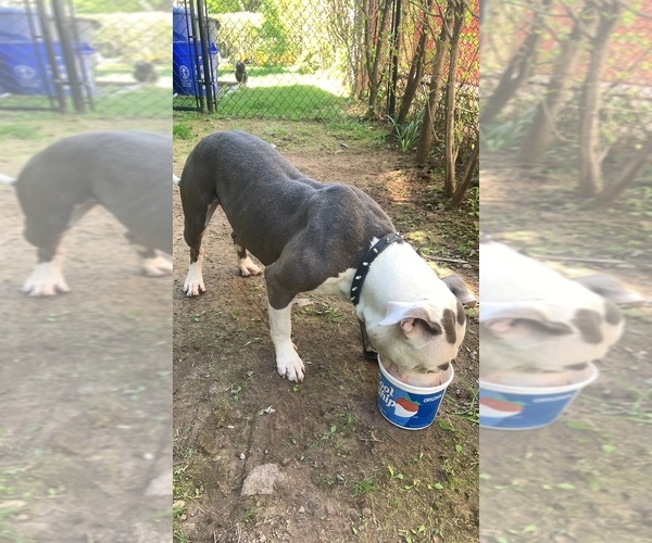 Medium Photo #16  Breeder Profile in ORANGE, NJ, USA