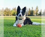 Small #43 Breeder Profile image