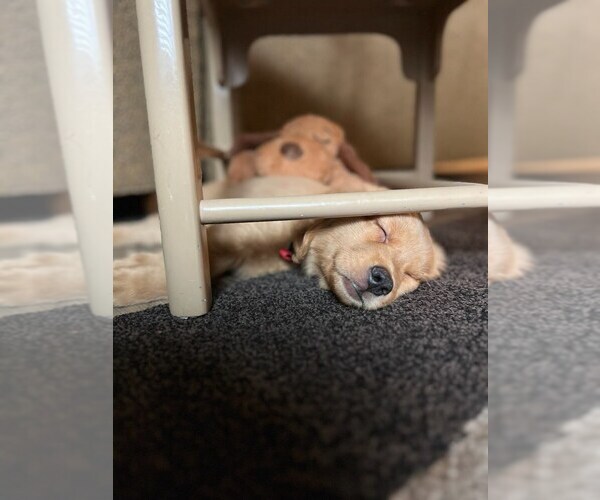Medium Photo #30  Breeder Profile in SALISBURY, NC, USA