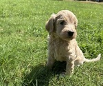 Small #3 Breeder Profile image