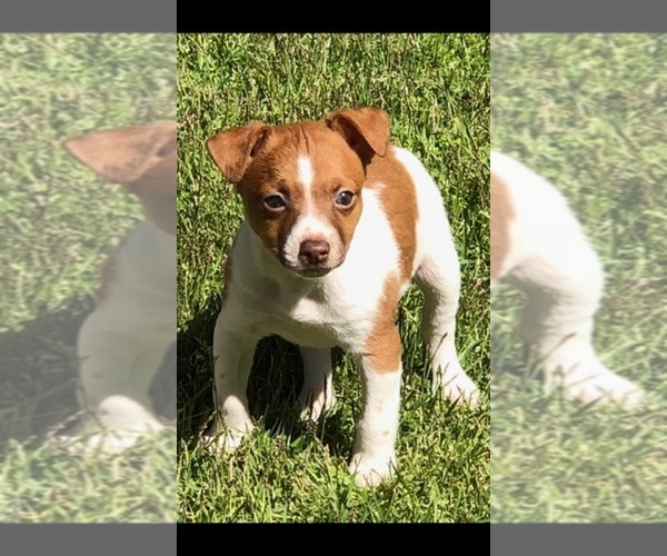 Medium Photo #1  Breeder Profile in FLORENCE, AL, USA