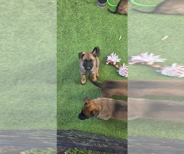 Medium Photo #23  Breeder Profile in OSHKOSH, WI, USA