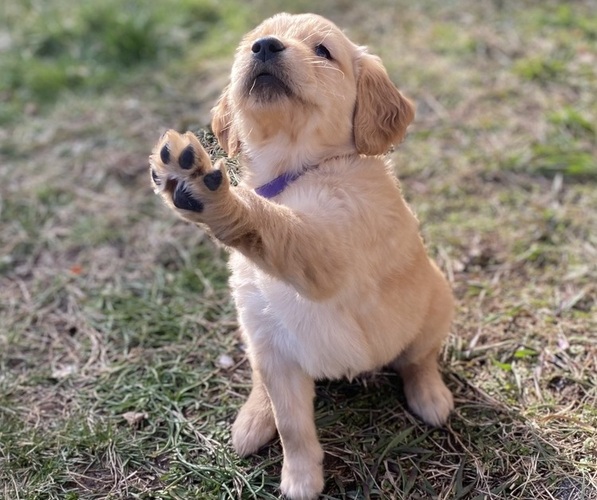 Medium Photo #1  Breeder Profile in BATTLE CREEK, MI, USA