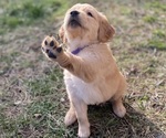 Small breeder photo