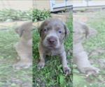Small Photo #4  Breeder Profile in VALLEY CITY, OH, USA