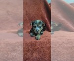 Small #279 Breeder Profile image
