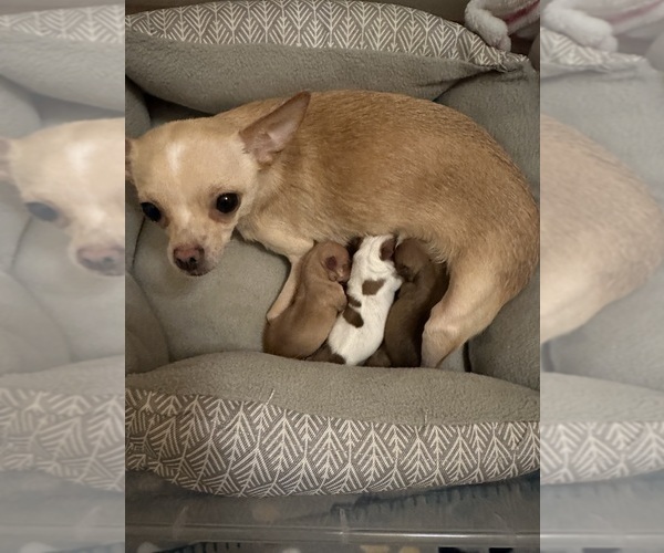 Medium Photo #1  Breeder Profile in MATAMORAS, PA, USA