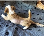 Small #1 Breeder Profile image