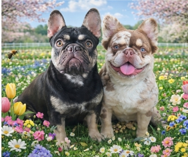 Medium Photo #1  Breeder Profile in AUBREY, TX, USA