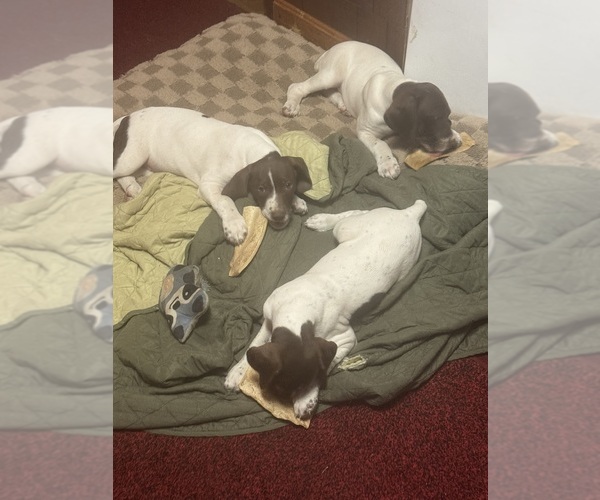 Medium Photo #2  Breeder Profile in ORCHARD PARK, NY, USA