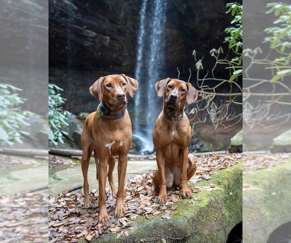 Medium Photo #5  Breeder Profile in ONEIDA, TN, USA